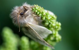 Vrouwtje eikenprocessievlinder op bloem