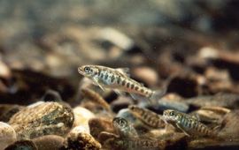 Peter Steenstra jonge Atlantische zalm