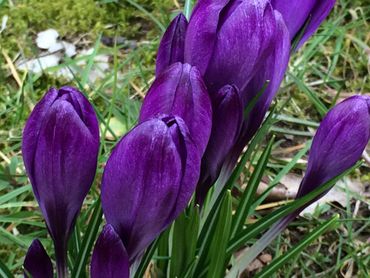 Paarse krokus in volle bloei