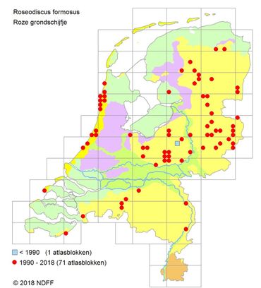 Verspreidingskaartje Roze grondschijfje