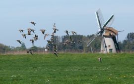 Wulpen in de weilanden met molen