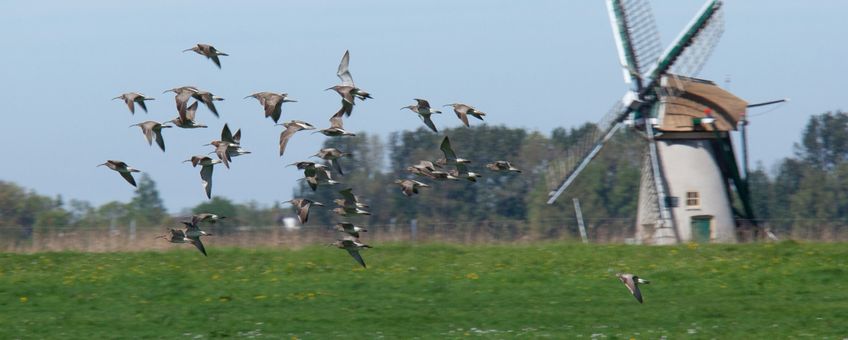 Wulpen in de weilanden met molen