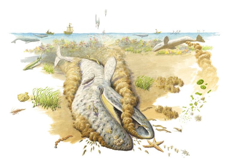 De grijze walvis als sleutelsoort