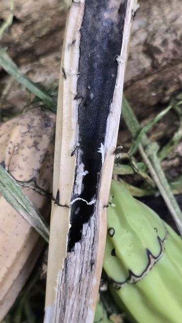 Nest van Witvoetmieren in de holle schijnknol van een Mierenorchidee