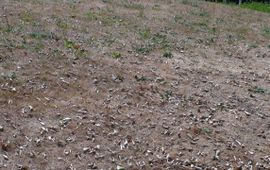 Verdroogd grasveld met afgevallen bladeren, droogte