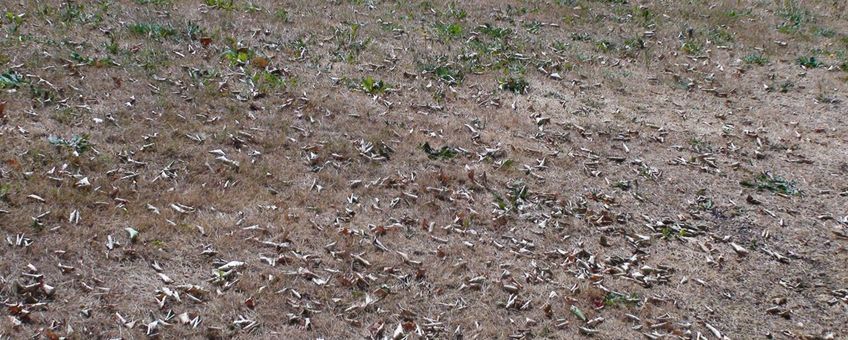 Verdroogd grasveld met afgevallen bladeren, droogte