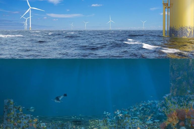 Windparken op zee kunnen een cruciale rol spelen in het herstel van kwetsbare natuur