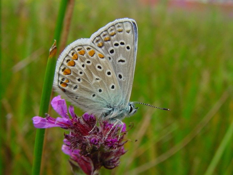 Het icarusblauwtje is het algemeenste blauwtje van Nederland