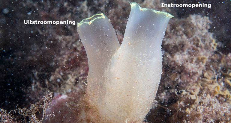 Doorschijnende zakpijp met een normale anatomie, zoals er miljoenen in de Nederlandse kustwateren aanwezig zijn