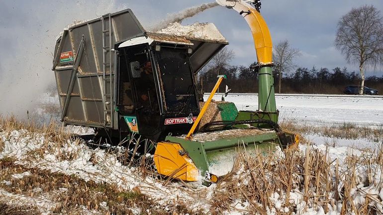 Het oogsten van lisdodde in de winter