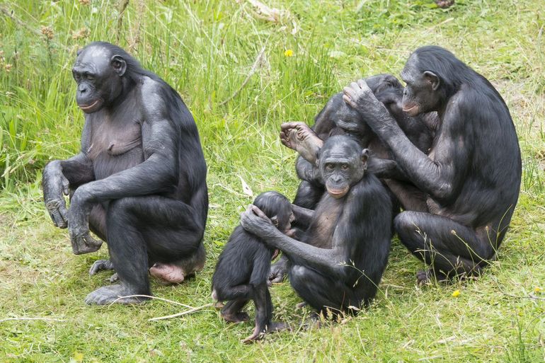 Bonobo's in de Apenheul