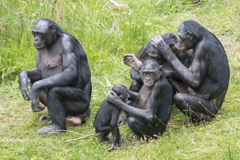 Bonobo's in de Apenheul