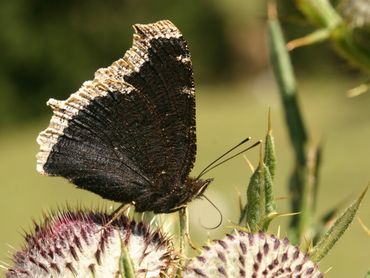 De lichte rand is in de zomer nog geel, maar na de overwintering vuilwit