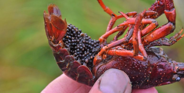 Eitjes onder het lijf van een Rode Amerikaanse rivierkreeft. Na de paring bewaart het vrouwtje het sperma van het mannetje in een speciale holte en wacht met de bevruchting totdat de omstandigheden optimaal zijn. Bevruchte eitjes draagt ze onder haar staart. Na het uitkomen blijven de jongen nog enkele verschalingen onder de staart tot ze zelfstandig zijn. Een succesvolle strategie!