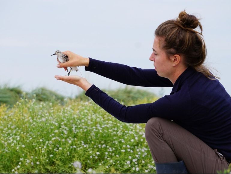 Emma Penning releasing a tagged sanderling