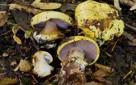 Cortinarius callochrous