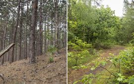 Staatsbosbeheer Monotoon dennenbos versus gevarieerd Atlantisch duinbos.