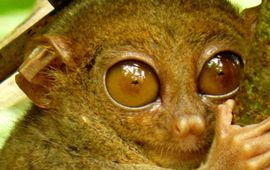 Philippine Tarsier (Carlito syrichta) hugging a mossy branch. Photo taken at the Tarsier Sanctuary, Corella, Bohol