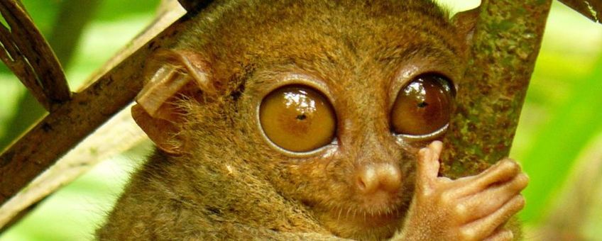 Philippine Tarsier (Carlito syrichta) hugging a mossy branch. Photo taken at the Tarsier Sanctuary, Corella, Bohol