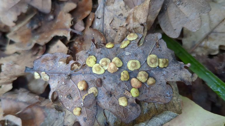 De volwassen galwespen zelf zijn zo klein, dat ze weinig worden gezien, maar de &lsquo;lenzen&rsquo; op de eikenbladeren maken hun aanwezigheid toch zichtbaar
