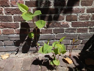 Japanse duizendknoop als stoepplant