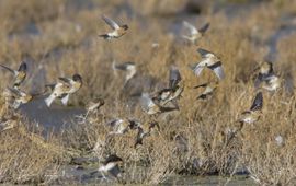 Mark Zekhuis, Saxifraga Carduelis flavirostris. Frater