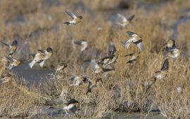 Carduelis flavirostris. Frater