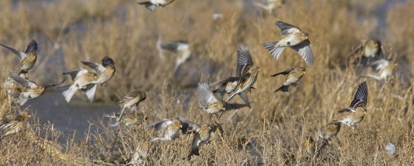 Carduelis flavirostris. Frater