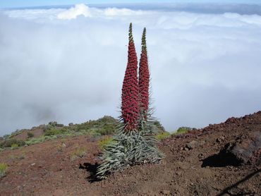 Teide Echium wildprettii, Canarische Eilanden