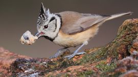 Kuifmees eet smakelijk