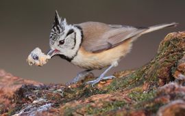 Kuifmees eet smakelijk