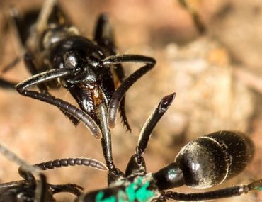 A Matabele ant treats the wounds of a mate whose limbs were bitten off during a fight with termite soldiers