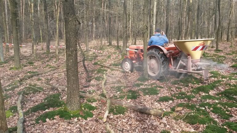 Eikenopstand waaraan steenmeel wordt toegediend met een trekker (opstand Mastbos Brabant)