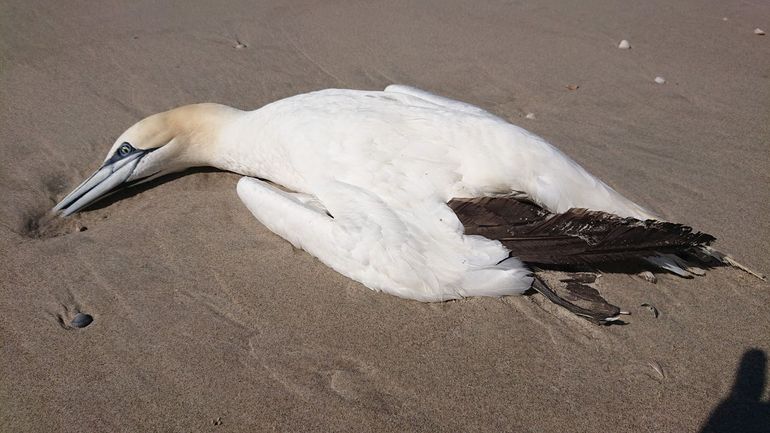 Vogelgriep maakte veel slachtoffers onder jan-van-genten