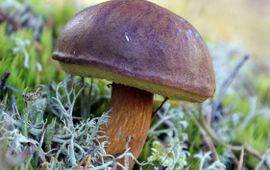 Kosiarz-PL, GFD-licentie Kastanjeboleet, Xerocomus badius. Foto: Kosiarz-PL, GFD-licentie