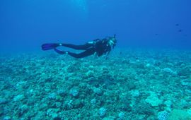Milou Arts diving on the less degraded reef on the neighbouring atoll Tikehau, French Polynesia