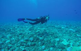 Irina Köster Milou Arts diving on the less degraded reef on the neighbouring atoll Tikehau, French Polynesia
