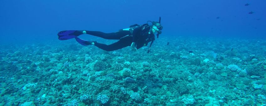 Milou Arts diving on the less degraded reef on the neighbouring atoll Tikehau, French Polynesia