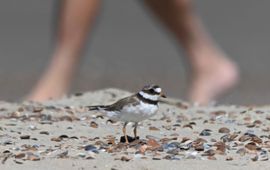 Charles Daniels Bontbekplevier en strandganger