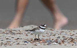 Bontbekplevier en strandganger