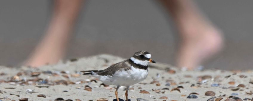 Bontbekplevier en strandganger