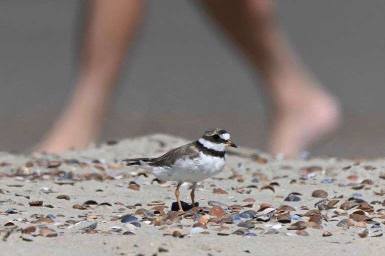 Bontbekplevier en strandganger