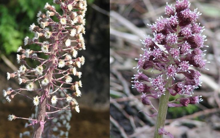 Bloeiwijzen met links de vrouwelijke bloemen en rechts de mannelijke bloemen