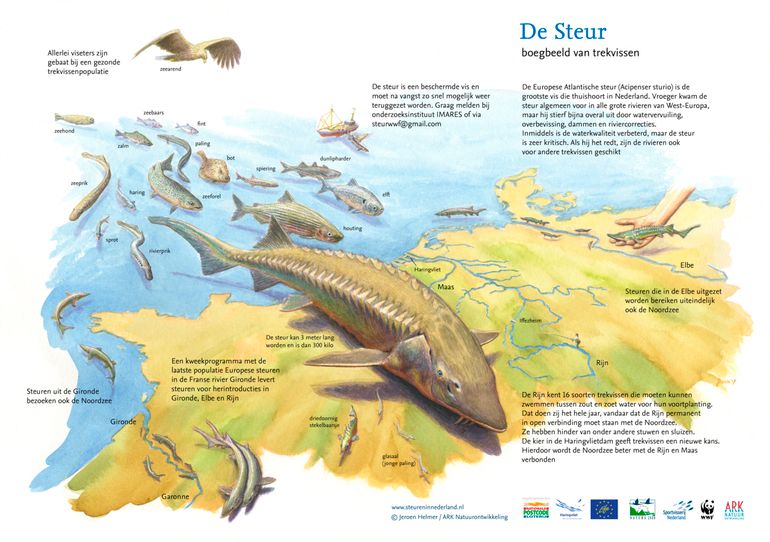 De steur is de grootste trekvis in het Rijnsysteem. Als het goed gaat met de steur op zijn tocht tussen zoet en zout water en ze zich kunnen voortplanten in een gezonde rivier, kunnen kleinere vissen dat ook