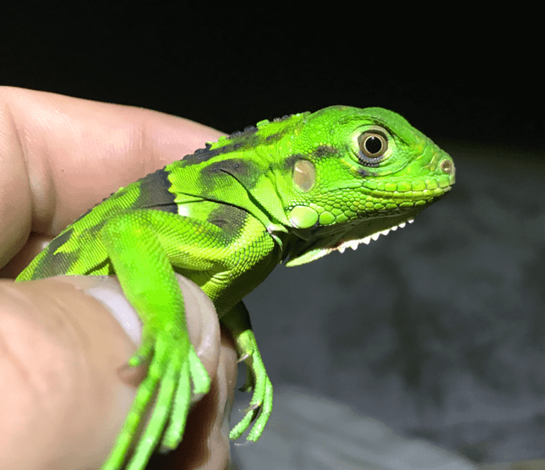 Juveniele leguaan op Saba