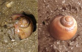 Tweemaal de Grote tepelhoren op het strand, links ingravend levend exemplaar, rechts aangespoeld huisje, vers en onverkleurd