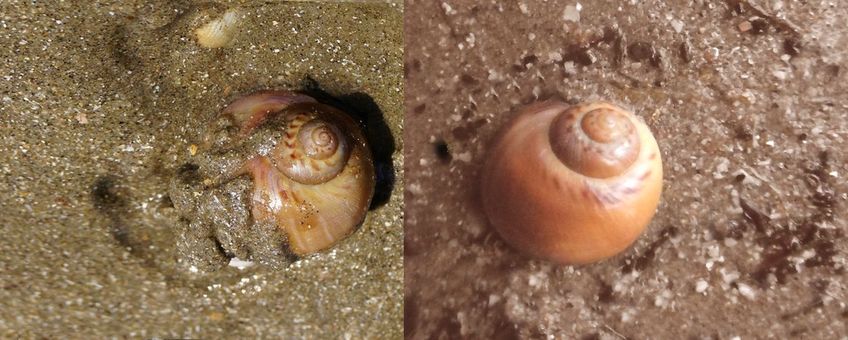 Tweemaal de Grote tepelhoren op het strand, links ingravend levend exemplaar, rechts aangespoeld huisje, vers en onverkleurd