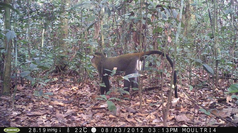 Lesula-aap (Cercopithecus lomamiensis)