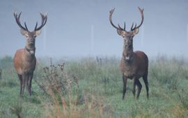 Mark Kapteijns/Brabants Landschap Edelherten in Het Groene Woud