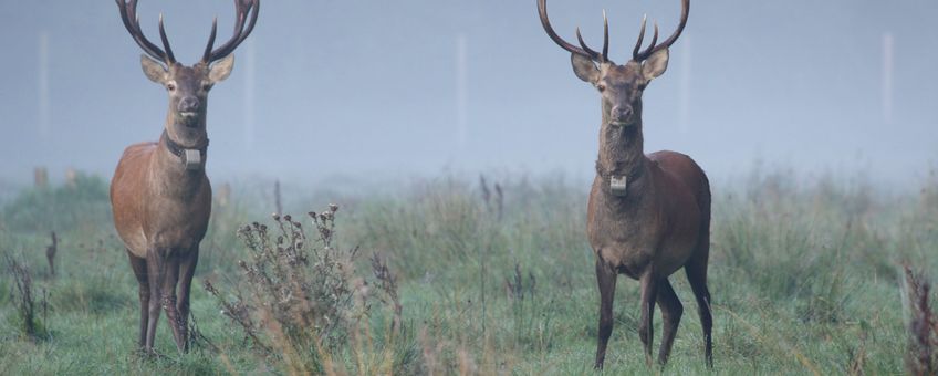 Edelherten in Het Groene Woud